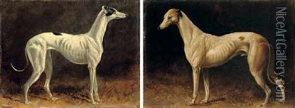 A Black And White Whippet (+ A Brown And White Whippet; Pair) Oil Painting - Colin Graeme