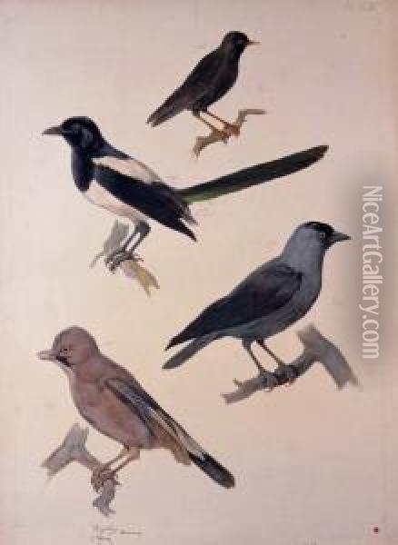 Study Of Birds Oil Painting - August Von Pelzeln