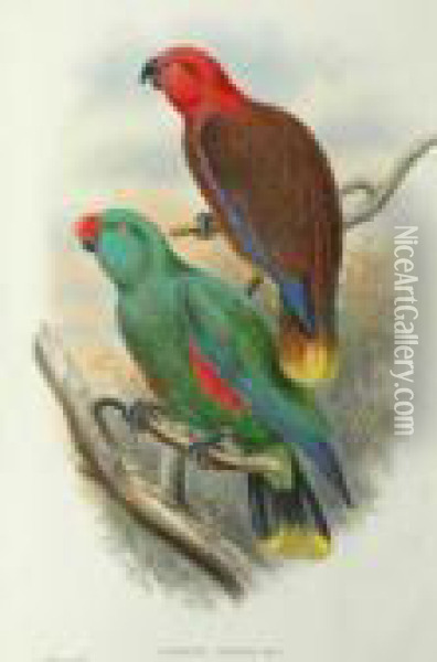 Eclectus Riedeli Oil Painting - John H. Gould