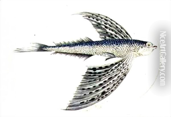 A Flying Fish Oil Painting - Thomas Falcon Bewick