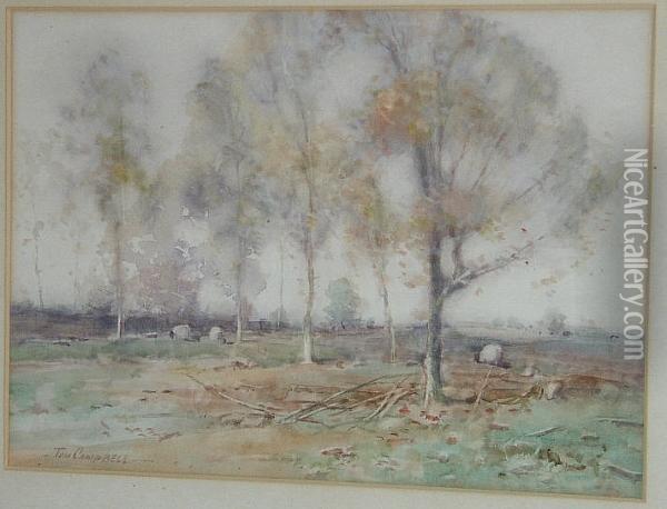 Sheep Grazing By Trees Oil Painting - Thomas Campbell
