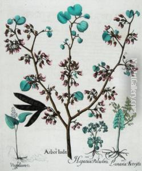 Arbor Iudae Oil Painting - Basilius Besler