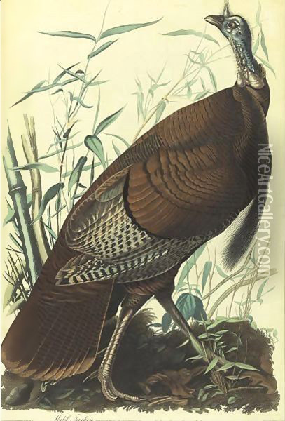 Wild Turkey, Male (Plate 1) Oil Painting - John James Audubon