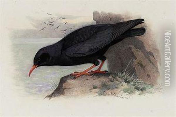 Red-billed Chough Oil Painting - Archibald Thorburn