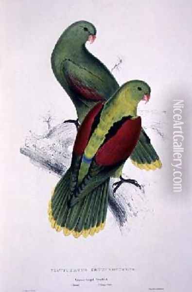 Crimson-Winged Parakeet Oil Painting - Edward Lear