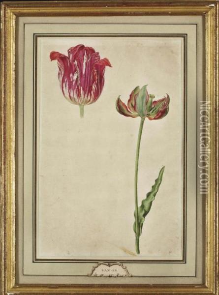 Etude De Tulipe Oil Painting - Pieter Gerardus Van Os