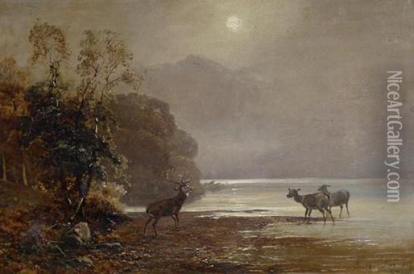 Deer By A Loch Oil Painting - Clarence Roe
