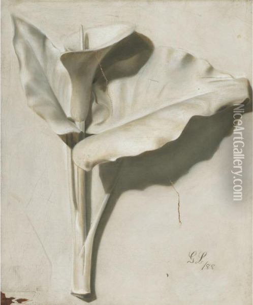 Calla Lily Oil Painting - George Cochran Lambdin
