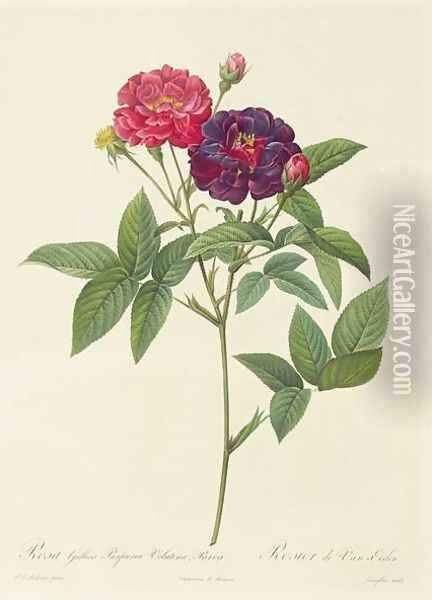 Rosa Gallica Purpurea Velutina, Parva Oil Painting - Pierre-Joseph Redoute
