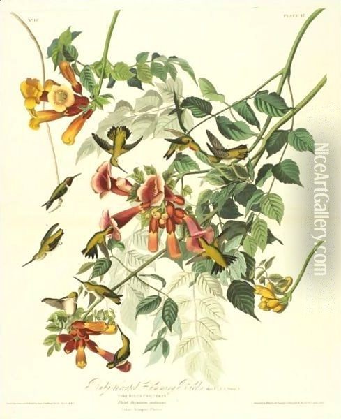 Ruby-Throated Humming Bird Oil Painting - John James Audubon