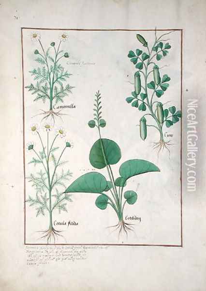 Chamomile (top left) and Cucumber (right) Illustration from The Book of Simple Medicines by Mattheaus Platearius d.c.1161 c.1470 Oil Painting - Robinet Testard