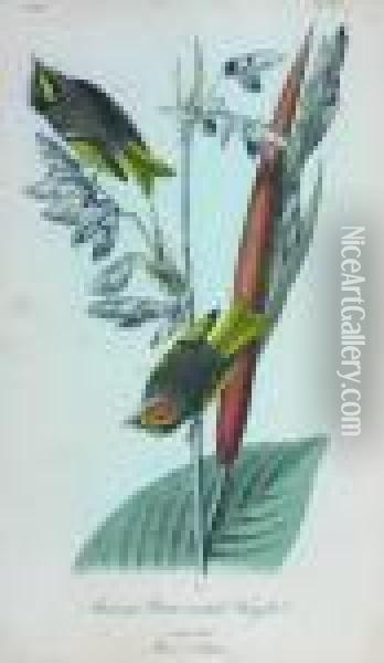 Townsend's Wood-warbler Oil Painting - John James Audubon