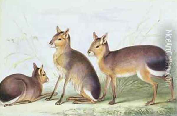 Patagonian cavy from The Knowsley Menagerie Oil Painting - Benjamin Waterhouse Hawkins