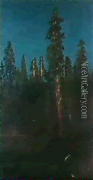 Pine Forest Oil Painting - Albert Bierstadt