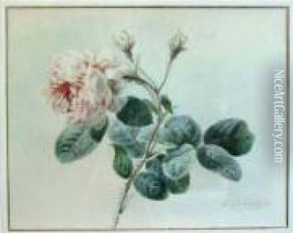 Etude De Rose Oil Painting - Gustave-Emile Couder