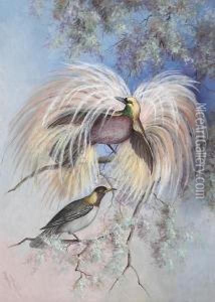 Birds Of Paradise Oil Painting - Marian Ellis Rowan