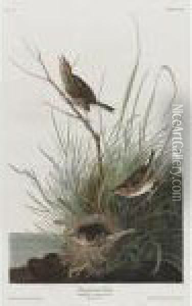 Sharp-tailed Finch Oil Painting - John James Audubon