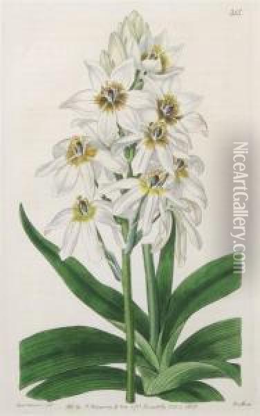 A Group Of Eight Botanical Prints Oil Painting - Sydenham Teast Edwards