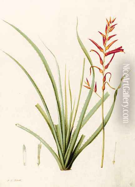 Pitcairnia angustifolia (Long-leaved Pitcairnia) Oil Painting - Pierre-Joseph Redoute