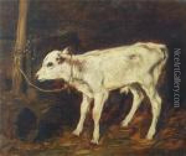Calf Tethered To Stake Oil Painting - John Emms