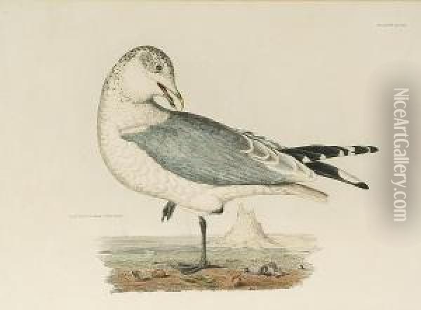 'common Gull, Winter Plumage', 'artic Skua', 'ivory Gull, Adult' Oil Painting - Prideaux John Selby
