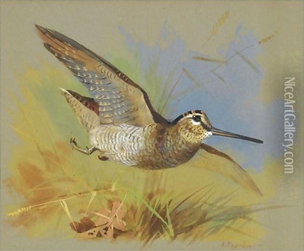 A Woodcock In Flight Oil Painting - Archibald Thorburn