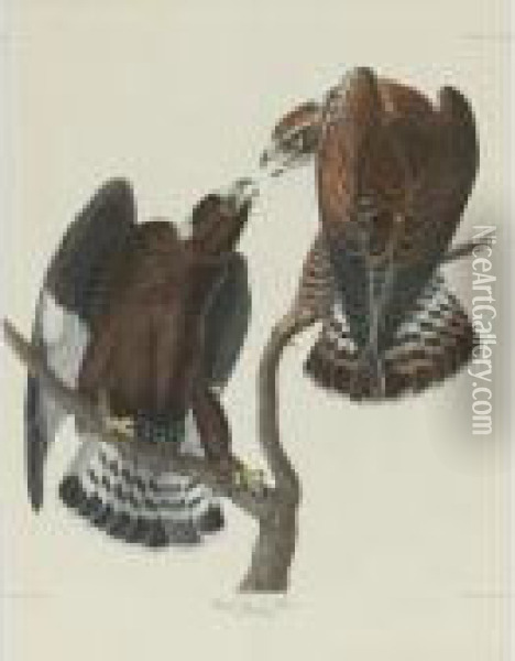 Rough-legged Falcon (plate Ccccxxii) Oil Painting - John James Audubon