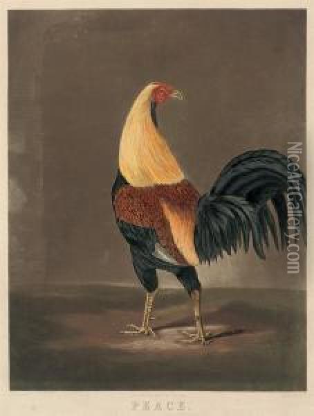 Peace (cock In Feather) Oil Painting - Joseph Mallord William Turner