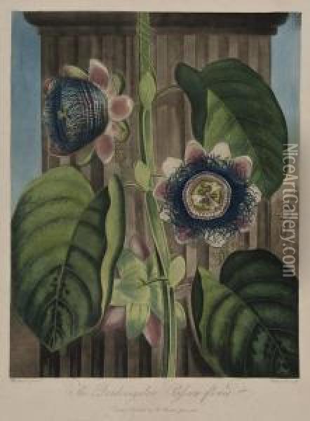 The Quadrangular Passion Flower Oil Painting - Robert John, Dr. Thornton