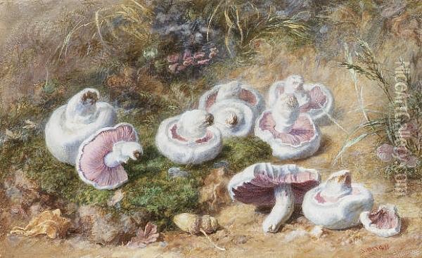 Field Mushrooms And Acorns Oil Painting - Jabez Bligh