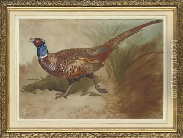 A Cock Pheasant Oil Painting - Archibald Thorburn