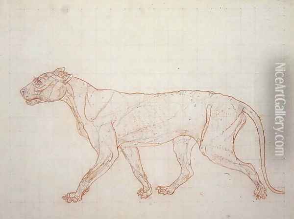 Tiger, lateral view, skin removed, illustration from A Comparative Anatomical Exposition of the Structure of the Human Body with that of a Tiger and a Common Fowl, 1795-1806 Oil Painting - George Stubbs
