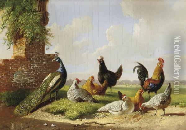 A Peacock, Rooster And Hens In A Landscape Oil Painting - Albertus Verhoesen