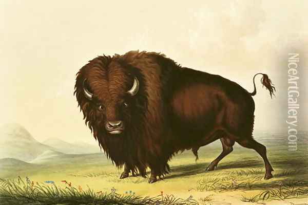 A Bison, c.1832 Oil Painting - George Catlin