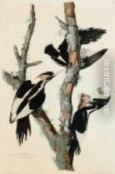 Ivory-billed Woodpecker 
 Picus Principalus Oil Painting - John James Audubon
