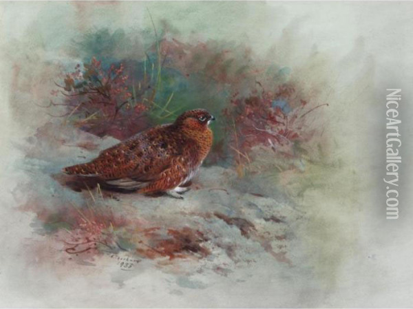 A Grouse Oil Painting - Archibald Thorburn