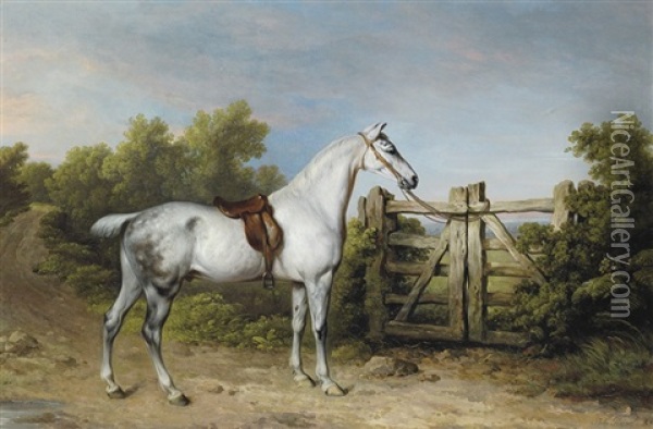 Sir Charles Mordaunt's Grey Hunter "piccolo" Tethered To A Gate Oil Painting - Philipp Reinagle