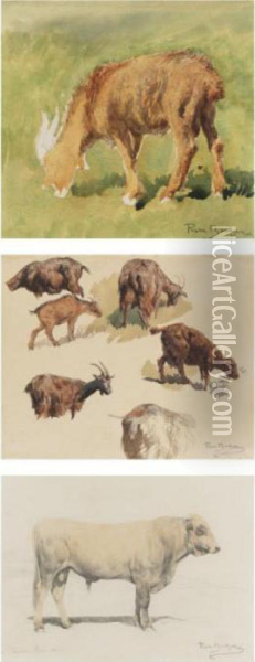 Study Of A Goat, Goats Grazing And Study Of A Bull Seen From The Side (three Works) Oil Painting - Rosa Bonheur