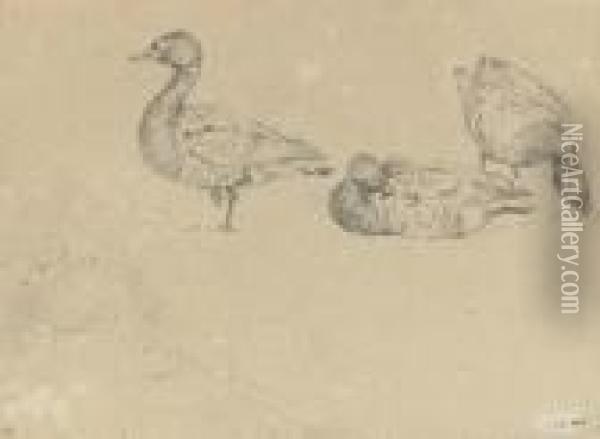 Studies Of Ducks Oil Painting - Landseer, Sir Edwin