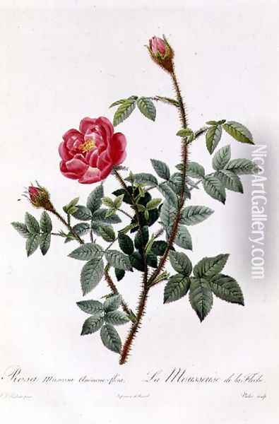 Rosa Muscosa Anemone-Flora Oil Painting - Pierre-Joseph Redoute