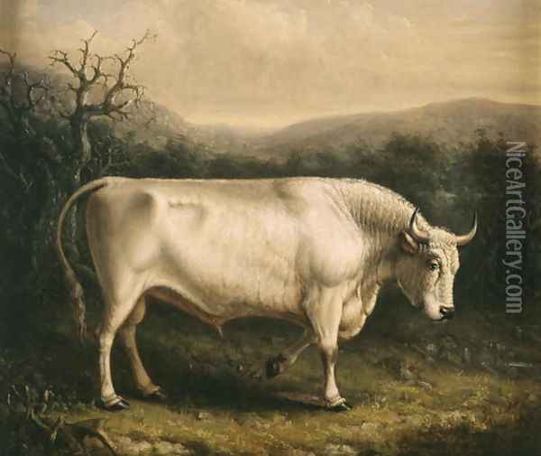 Chillingham Bull, c.1830 Oil Painting - William Shiels