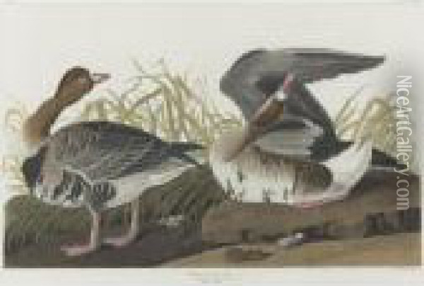 White-fronted Goose (plate Cclxxxvi) Oil Painting - John James Audubon