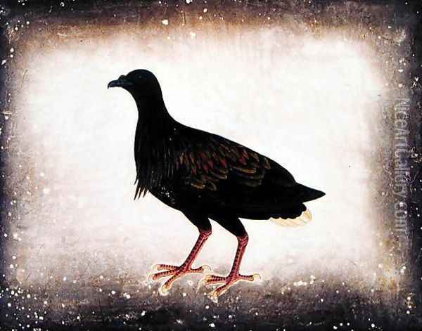 Bird, from 'Drawings of Birds from Malacca', c.1805-18 Oil Painting - Anonymous Artist
