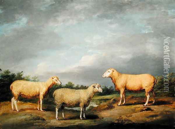 Ryelands Sheep, the King's Ram, the Kings Ewe and Lord Somervilles Wether, c.1801-07 Oil Painting - James Ward