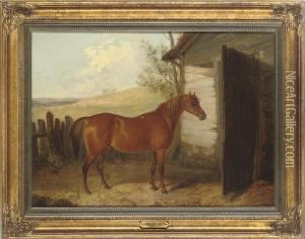 A Chestnut Hunter Beside A Barn Oil Painting - John Pitman