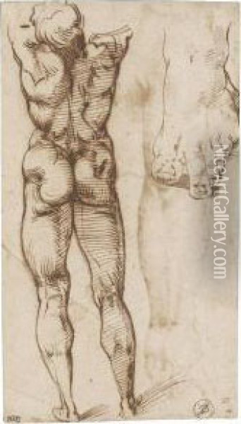 Double-sided Sheet Of Studies Of A Male Nude Oil Painting - Bartolomeo Passarotti