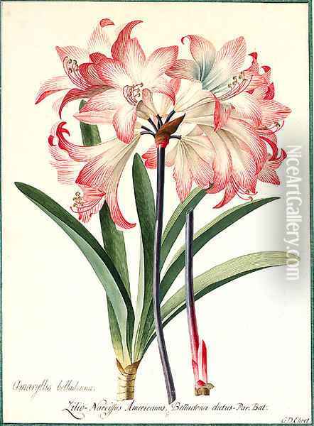 Amaryllis belladonna (Belladonna Lily) Oil Painting - Georg Dionysius Ehret