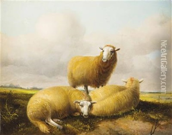 Ruhende Schafe In Weidelandschaft Oil Painting - Thomas Sidney Cooper
