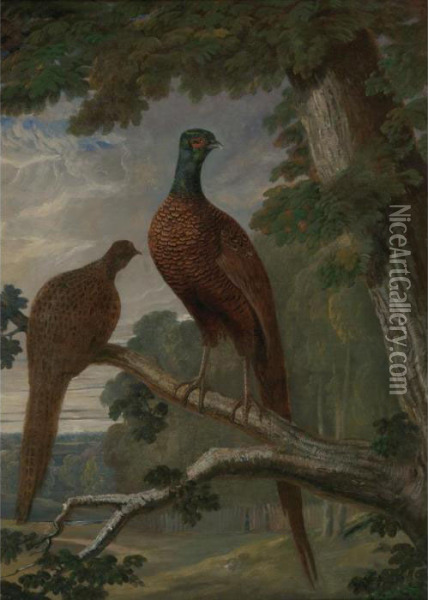 A Pheasant Cock And Hen Oil Painting - John Frederick Herring Snr