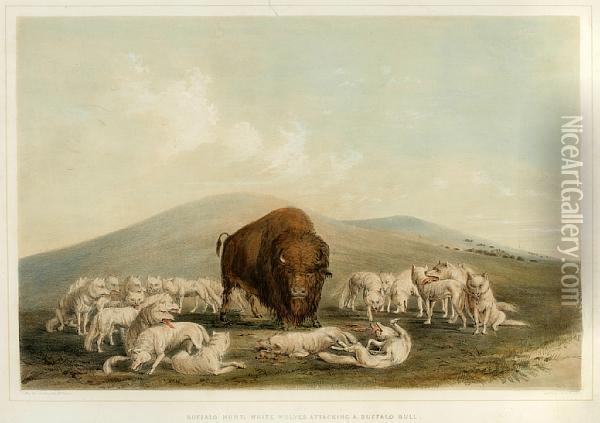 Buffalo Hunt, White Wolves Attacking A Buffalo Bull Oil Painting - George Catlin